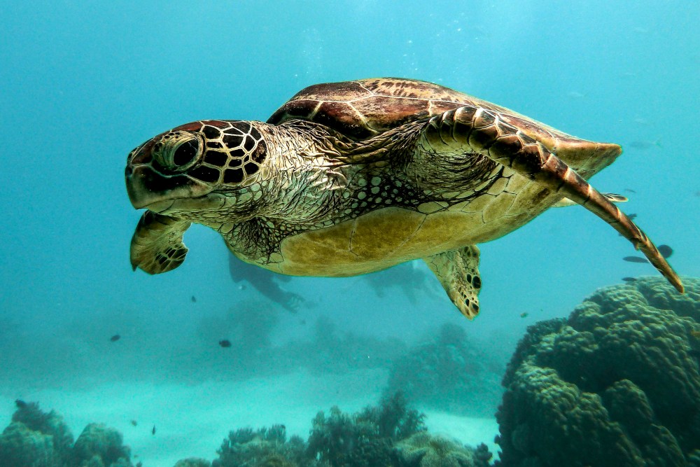 The Art of Saving Sea Turtles Celebrates Local Conservation 